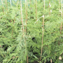 Cupressocyparis leylandii kwekerij